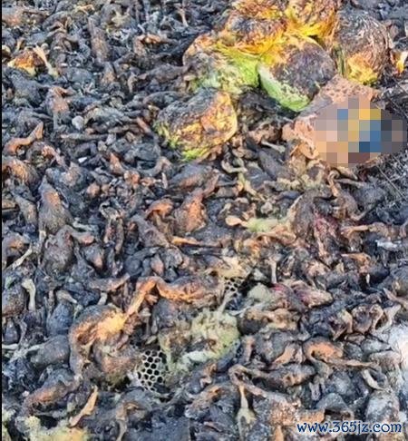 湖北一地搁置秸秆引燃鹅棚 5000只鹅苗耗费惨重