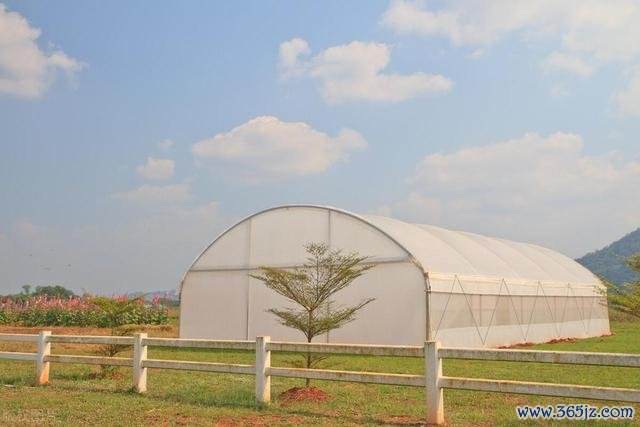 湖北一地搁置秸秆引燃鹅棚 5000只鹅苗耗费惨重