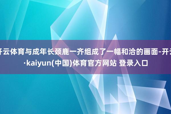 开云体育与成年长颈鹿一齐组成了一幅和洽的画面-开云·kaiyun(中国)体育官方网站 登录入口